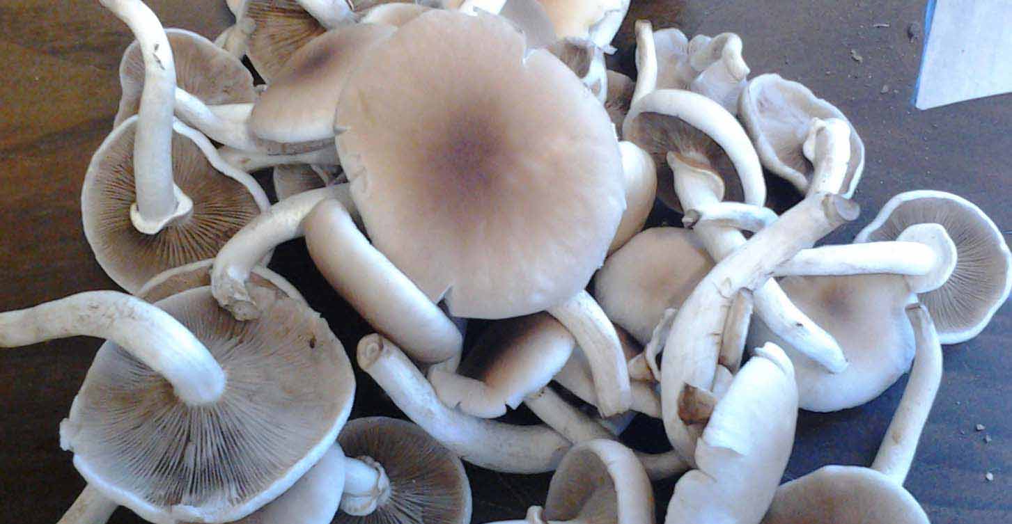 Testata sito Osteria il Bamboro